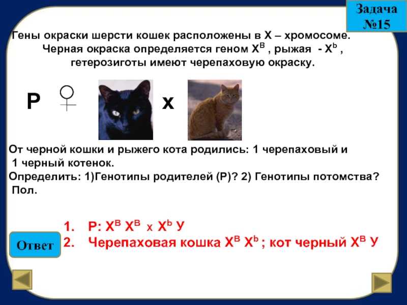 Сколько хромосом у кошки и кота