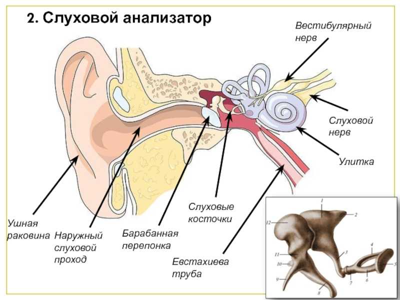 30 интересных фактов о собачьих ушах - собаки 2023