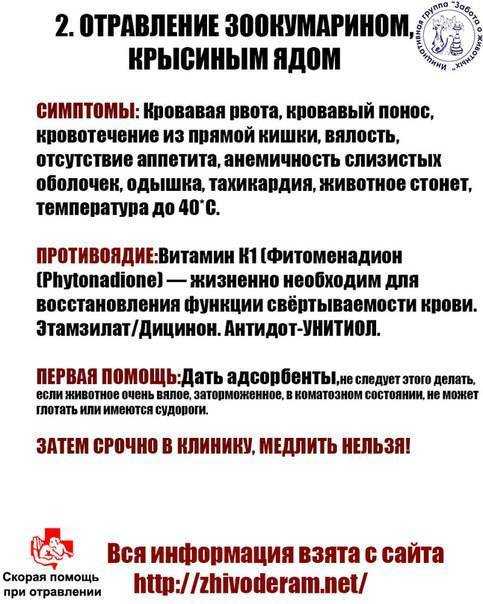 Собака съела отраву для крыс – что делать и может ли она отравиться?