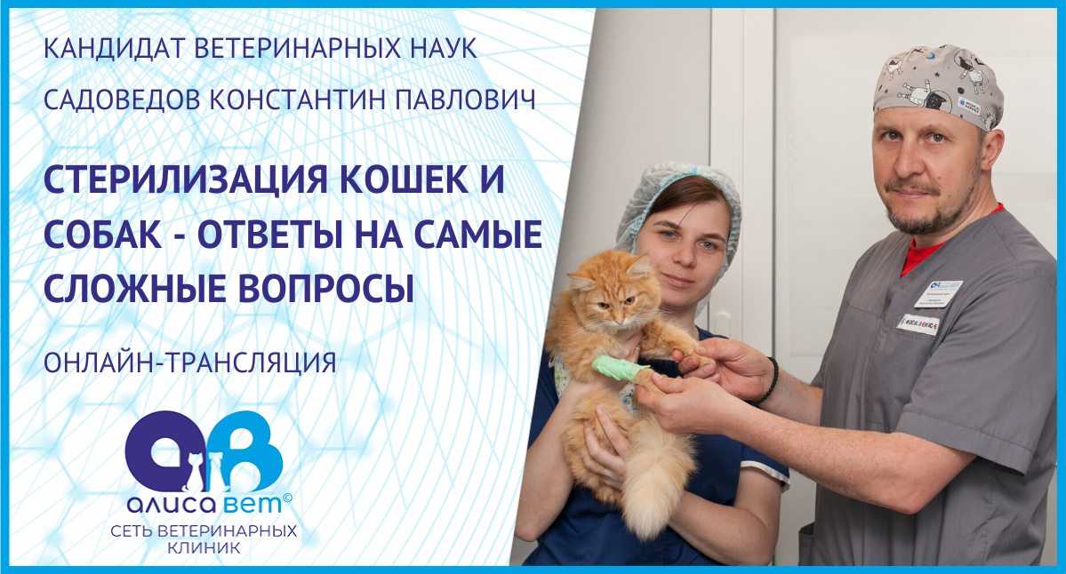 Всё о стерилизации (кастрации) кошек: от а до я