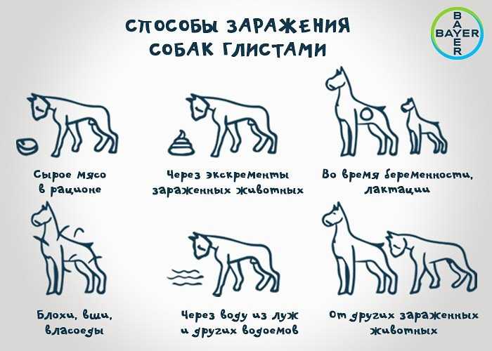 Глистогонки для беременных собак