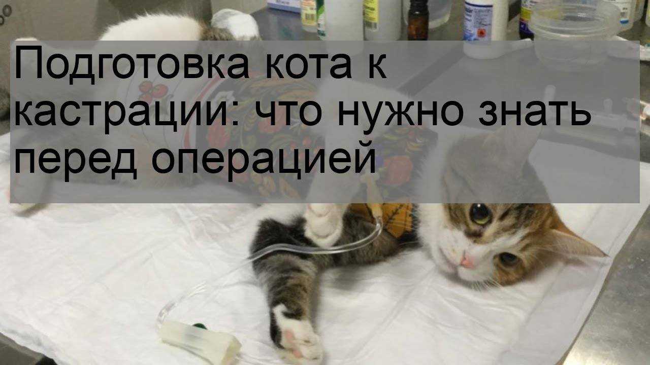Кот после кастрации: изменения в поведении, последствия