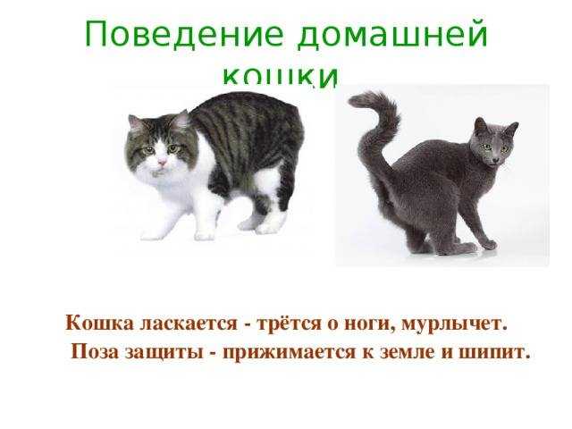 Почему кошки трутся о ноги хозяев