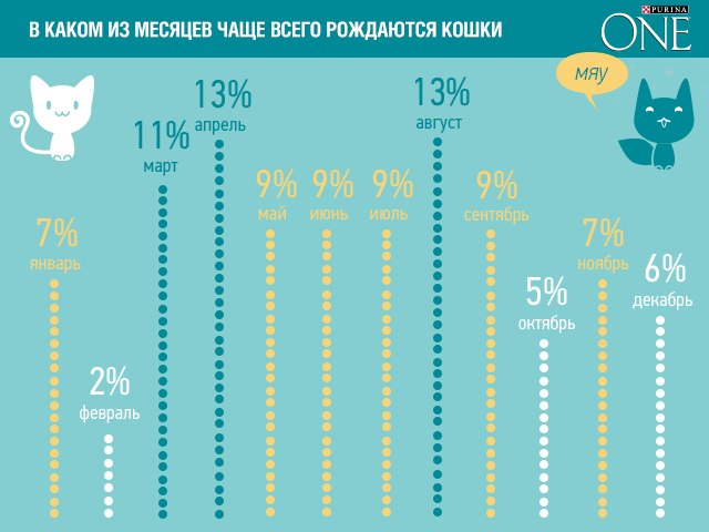 Через сколько кошка может забеременеть после родов | когда начинает гулять