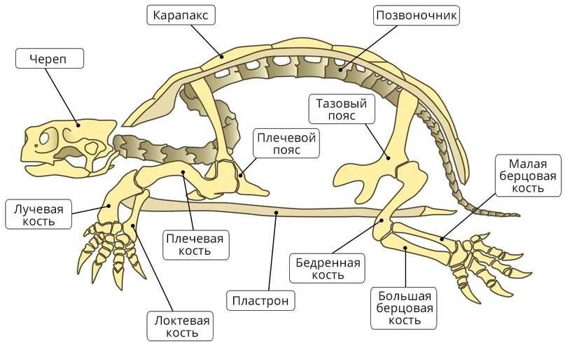 Черепаха – старинная рептилия