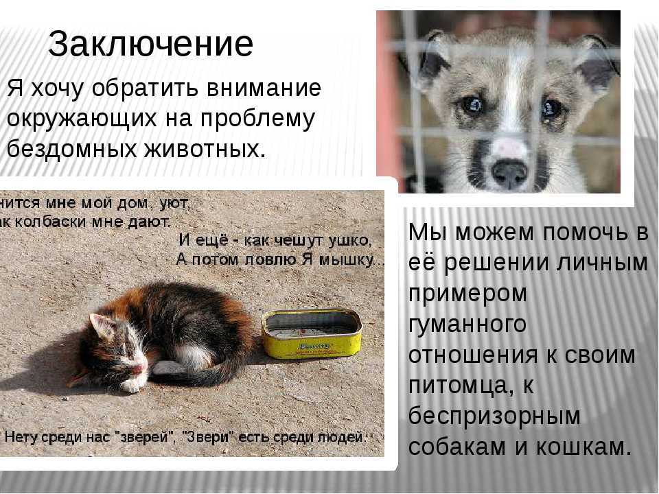 Собака сильно похудела (худеет) - причины, что делать, как лечить | наши лучшие друзья