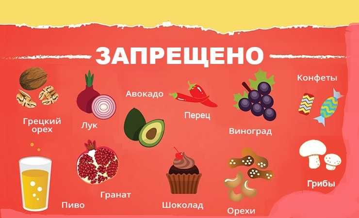 Чем нельзя кормить собаку | список запрещенных и опасных продуктов