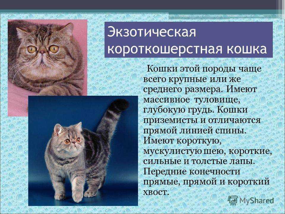 Уход за кошкой после родов - кошка после родов, кормление кошки после родов, поведение кошки после родов - всё о кошках и котах