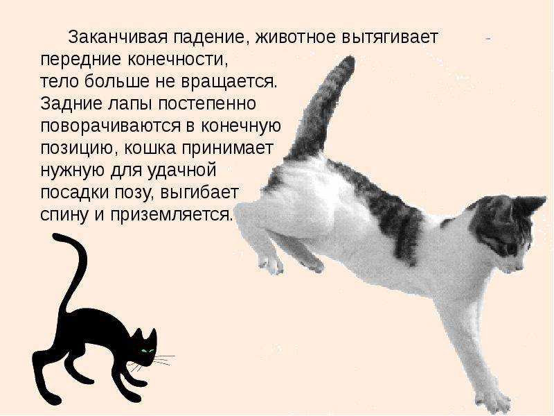 У кошки отнимаются задние ноги: почему это происходит и что делать, если питомцу отказали лапы?