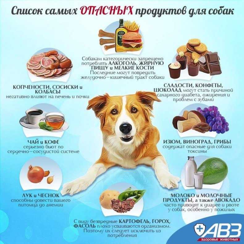 Чем лучше кормить собаку после родов: рацион и список продуктов