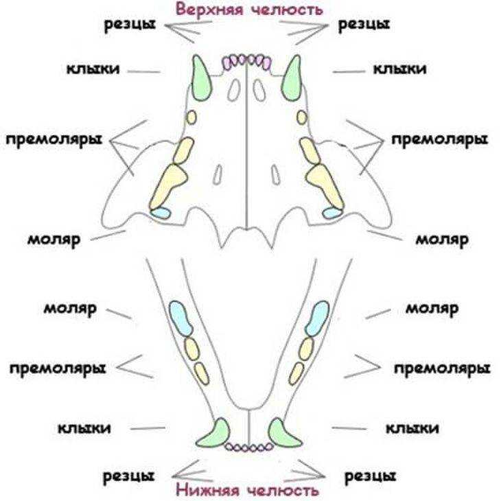 Молочные зубы у кошек - «айболит плюс» - сеть ветеринарных клиник