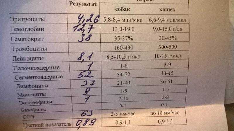 Гемоглобин норма у собак мелких пород