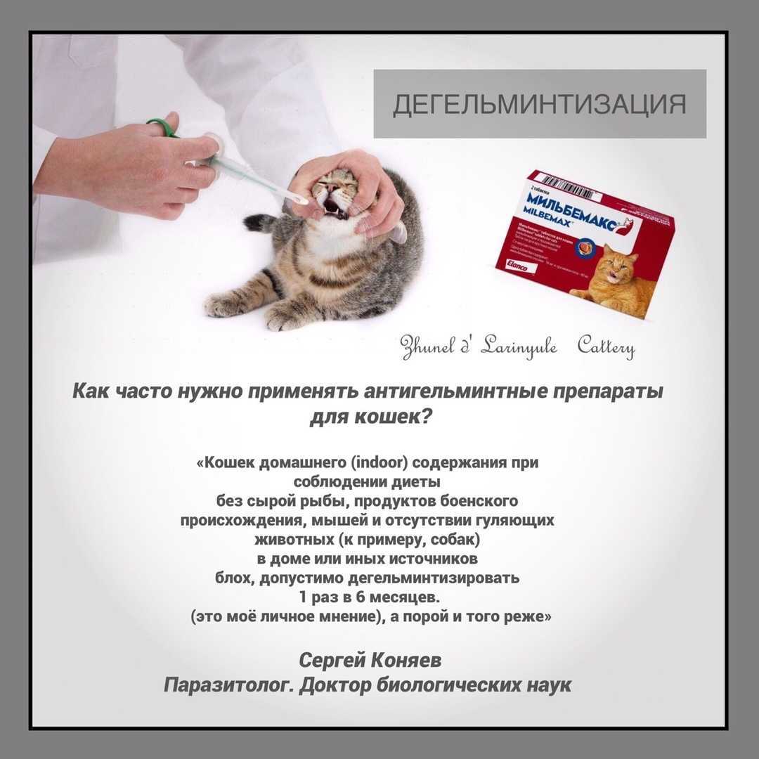 Как часто нужно глистогонить собаку: основные правила, график, как часто можно гнать глистов у щенков