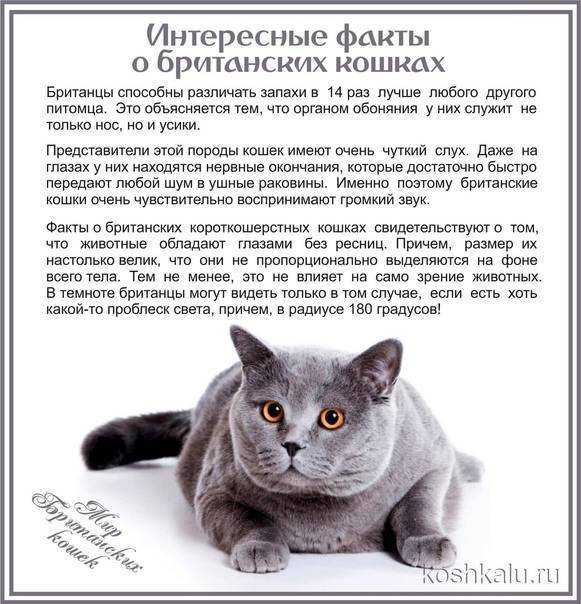 Питание британской кошки: как выбрать лучший корм, чем кормить котёнка и взрослого британца