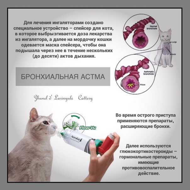 Кошка часто дышит: почему и что делать