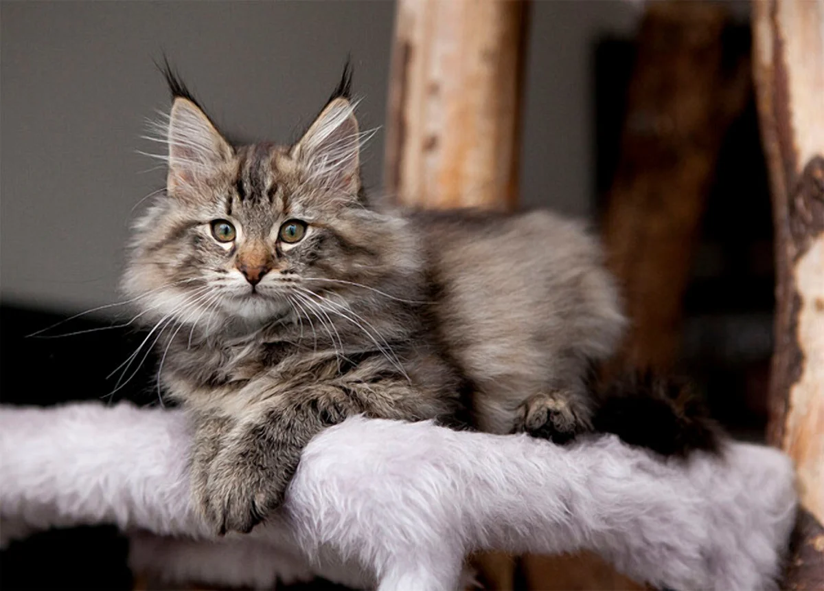 Норвежский лесной кот: описание и характер породы, фото котят-норвежцев
