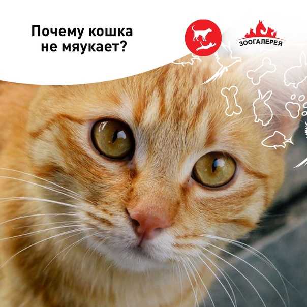 Кот постоянно мяукает и кричит: причины и способы лечения, коррекции | блог ветклиники "беланта"