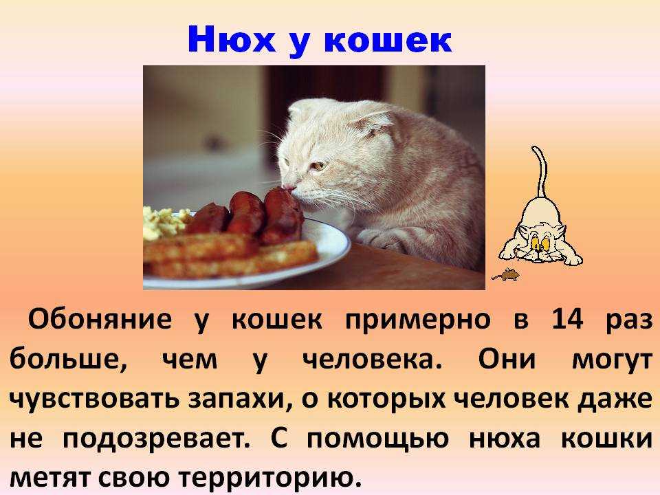 Можно ли кормить кошку свининой: мнение врача
можно ли кормить кошку свининой: мнение врача