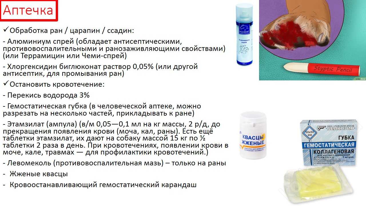 Чем обработать рану у собаки: рваную, мокнущую и др.