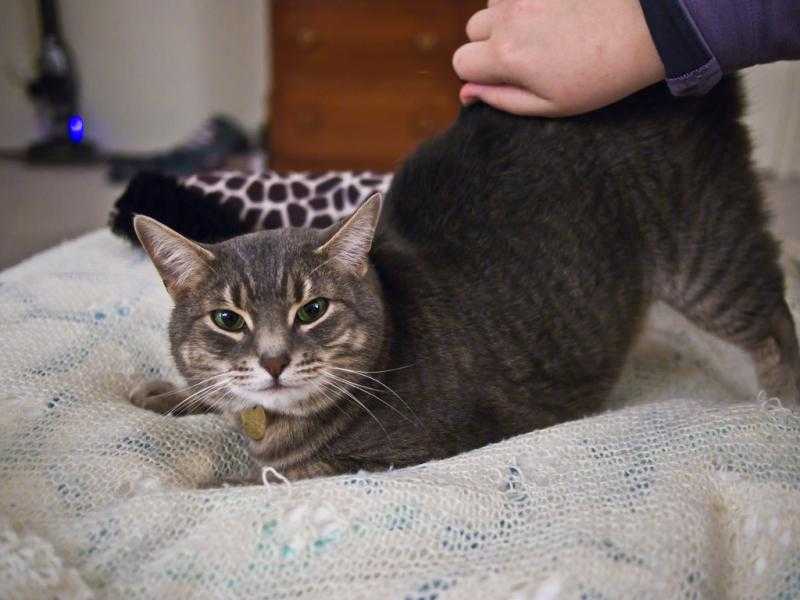 Сколько длится течка у кошек