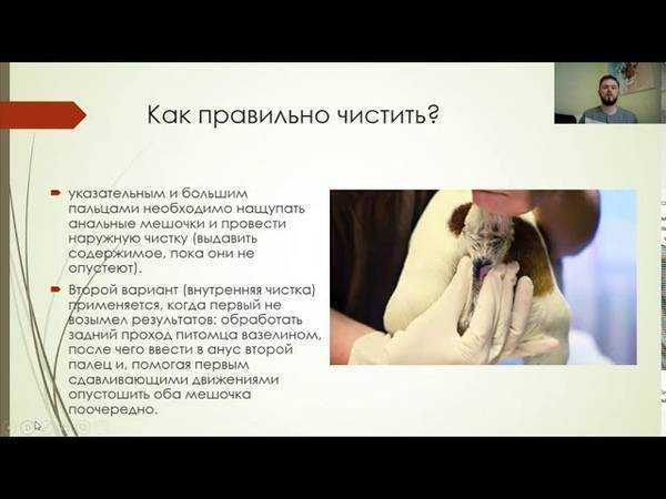 Простатит у котов - болезни простаты - симптомы, причины и лечение