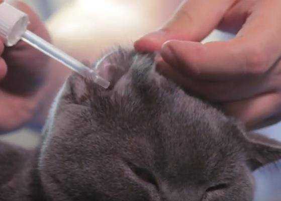 Что делать с ушами вислоухого котенка » собачки и кошечки