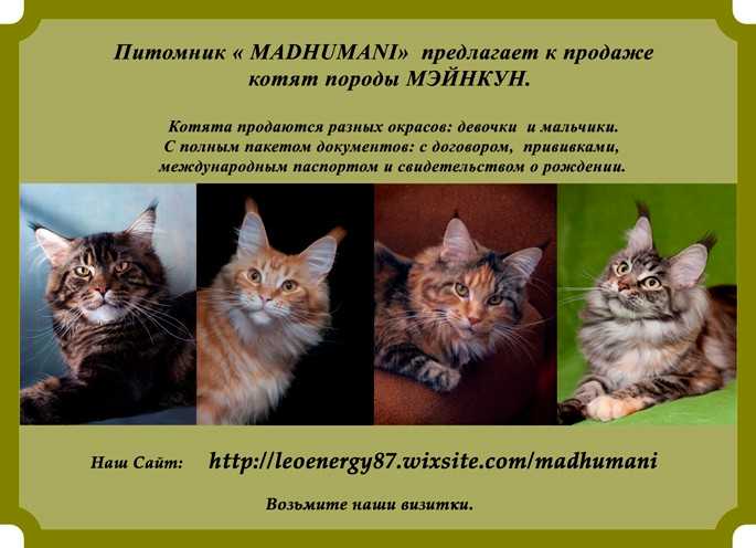 Норма веса мейн-куна по месяцам, значения