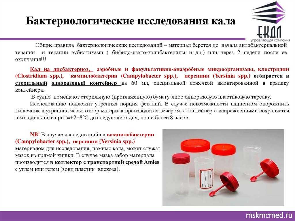 Анализ кала у кошек: нормы, расшифровка, как сдавать
