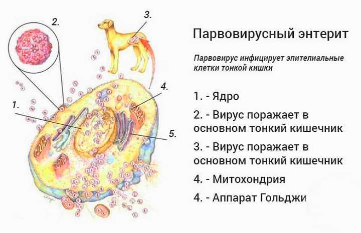 Интоксикация: стадии, причины и лечение