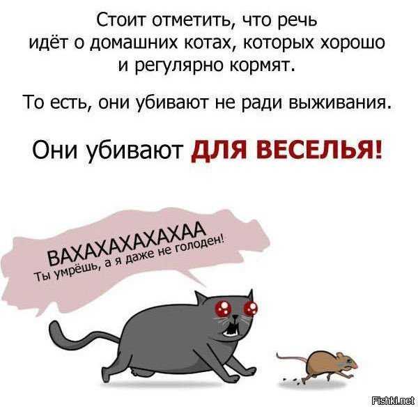 Зачем кошки несут убитых животных домой, почему приносят добычу хозяину, что делать с мышью?