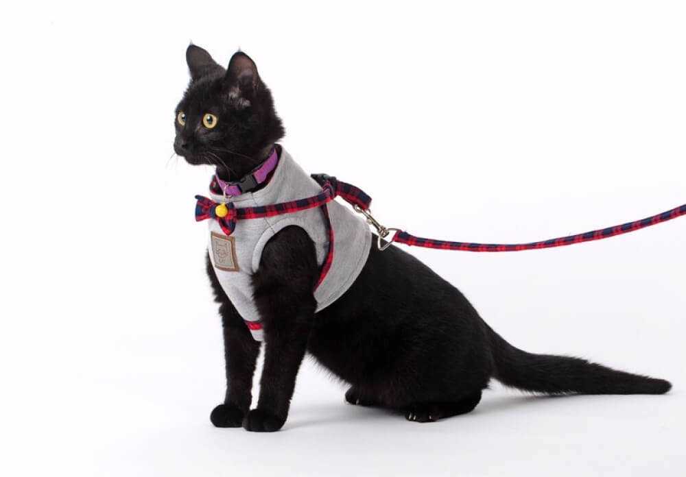 Как приучить кота к шлейке