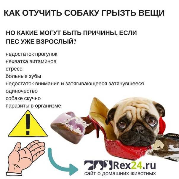Как отучить собаку грызть вещи в отсутствие хозяина – 10 способов