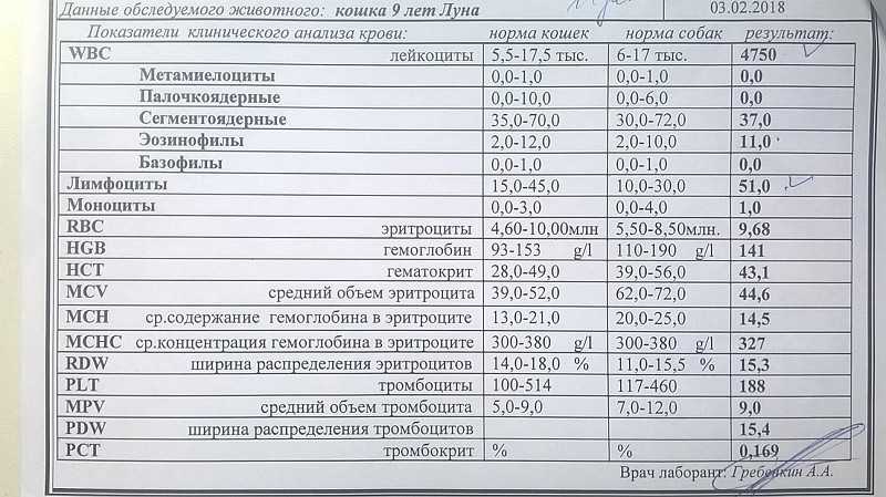 Анализ крови у кошки повышены лейкоциты