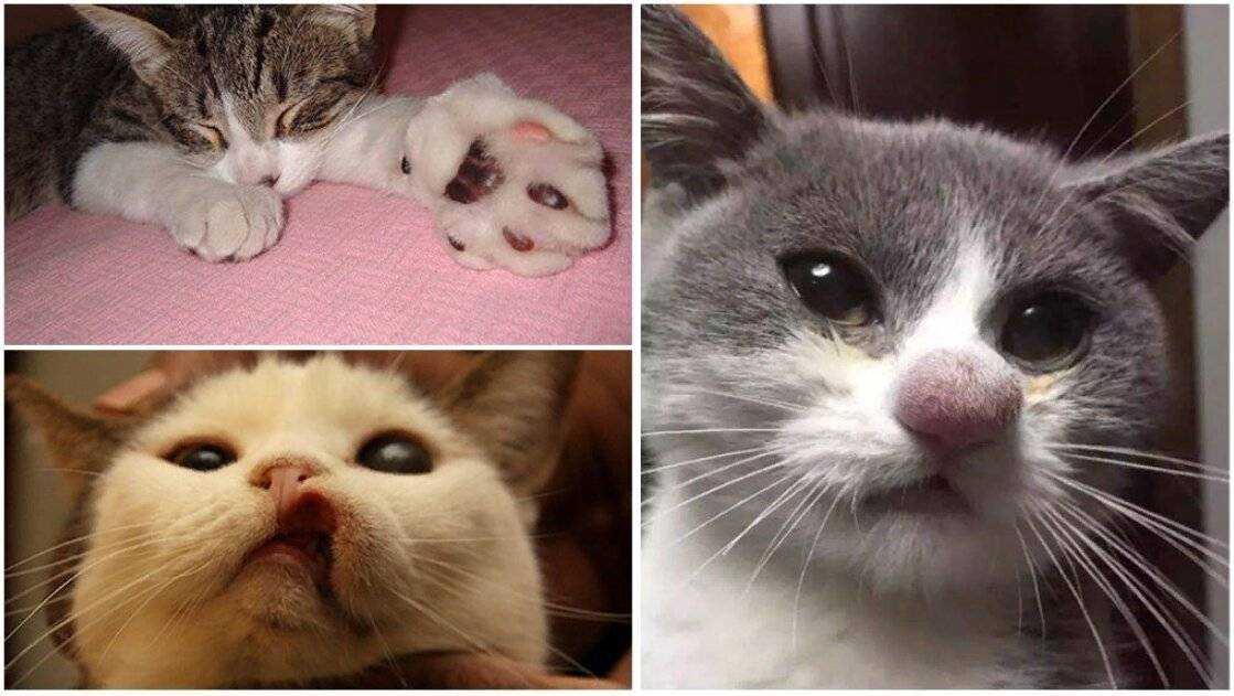 Укусила кошка, что делать?