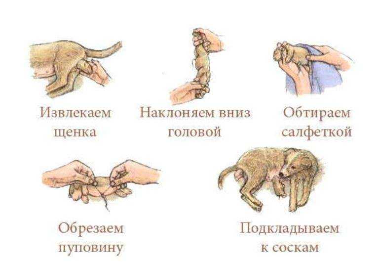 Спаривание кошек: как происходит, сколько длится половой акт, на какой день течки лучше вязать?