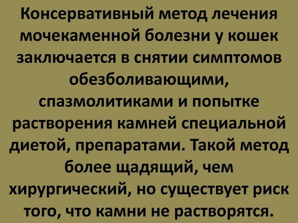 Цистит у кошек