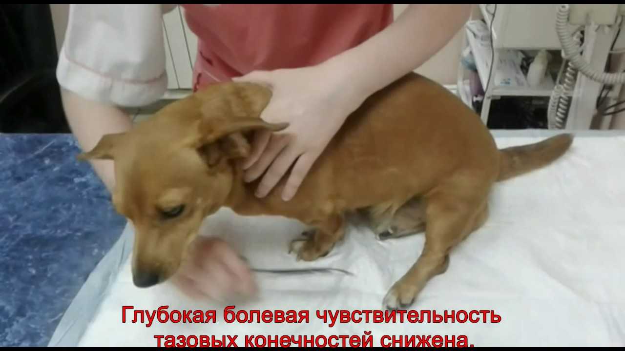 Методы определения и лечения пупочной грыжи у щенков