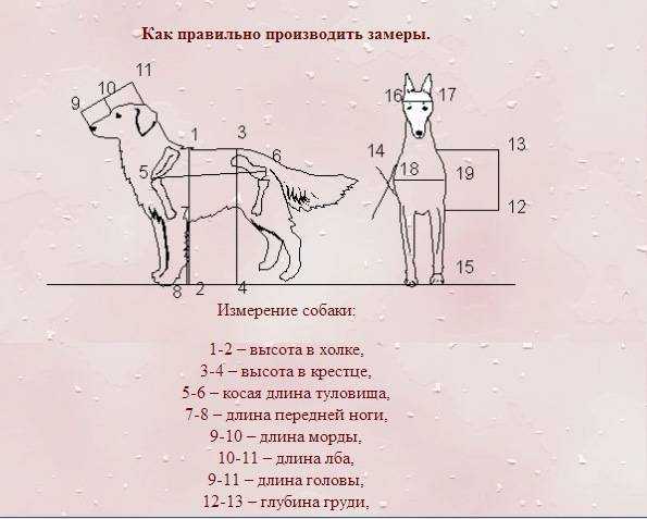Как измерить рост собаки в холке – навык, который необходим любому владельцу