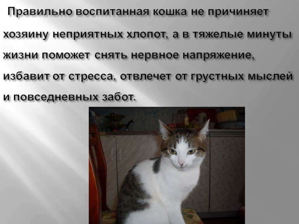 Как воспитать кошку ласковой