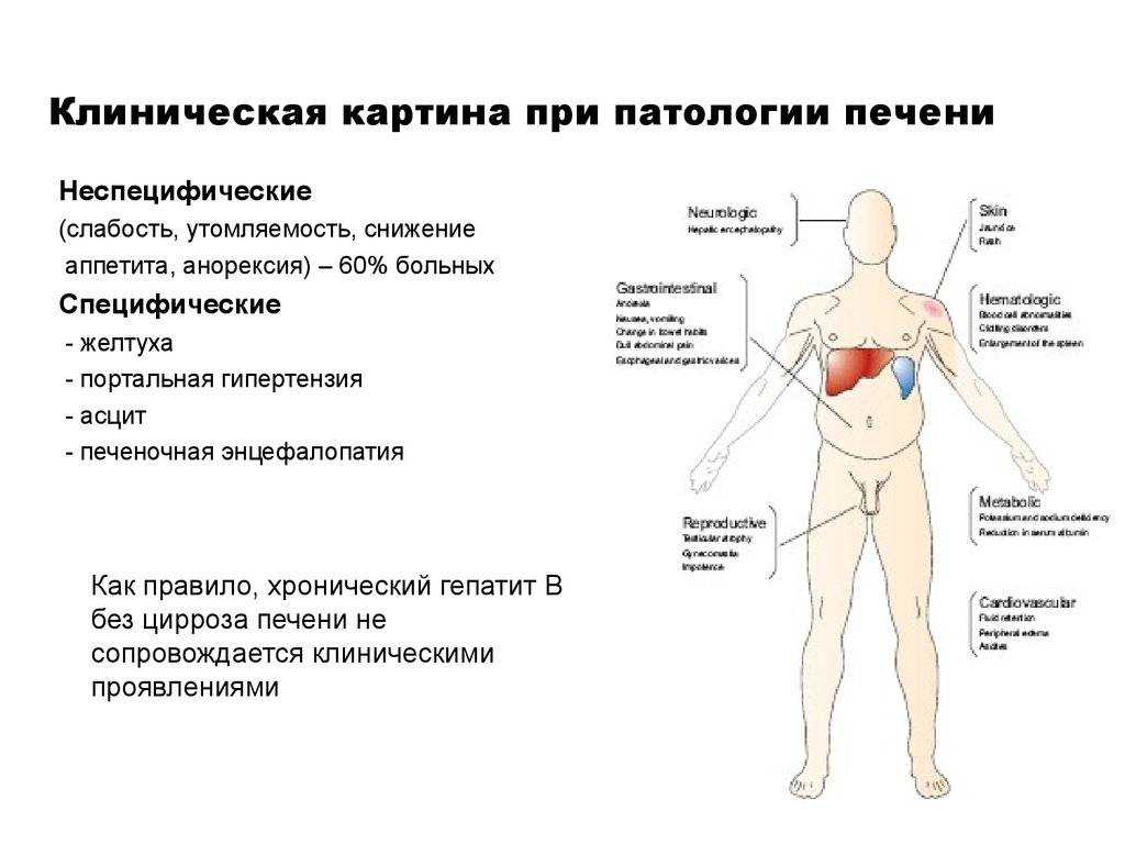 Эссенциале для кошек — инструкция по применению, дозировка