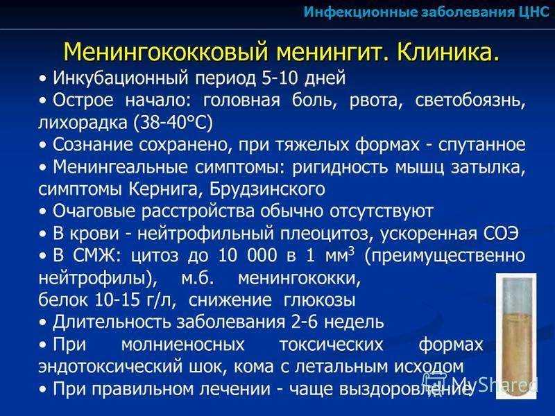Менингит у собак: симптомы, причины, лечение и прогноз. опасен ли он для человека и можно ли защитить щенка при помощи прививки?
