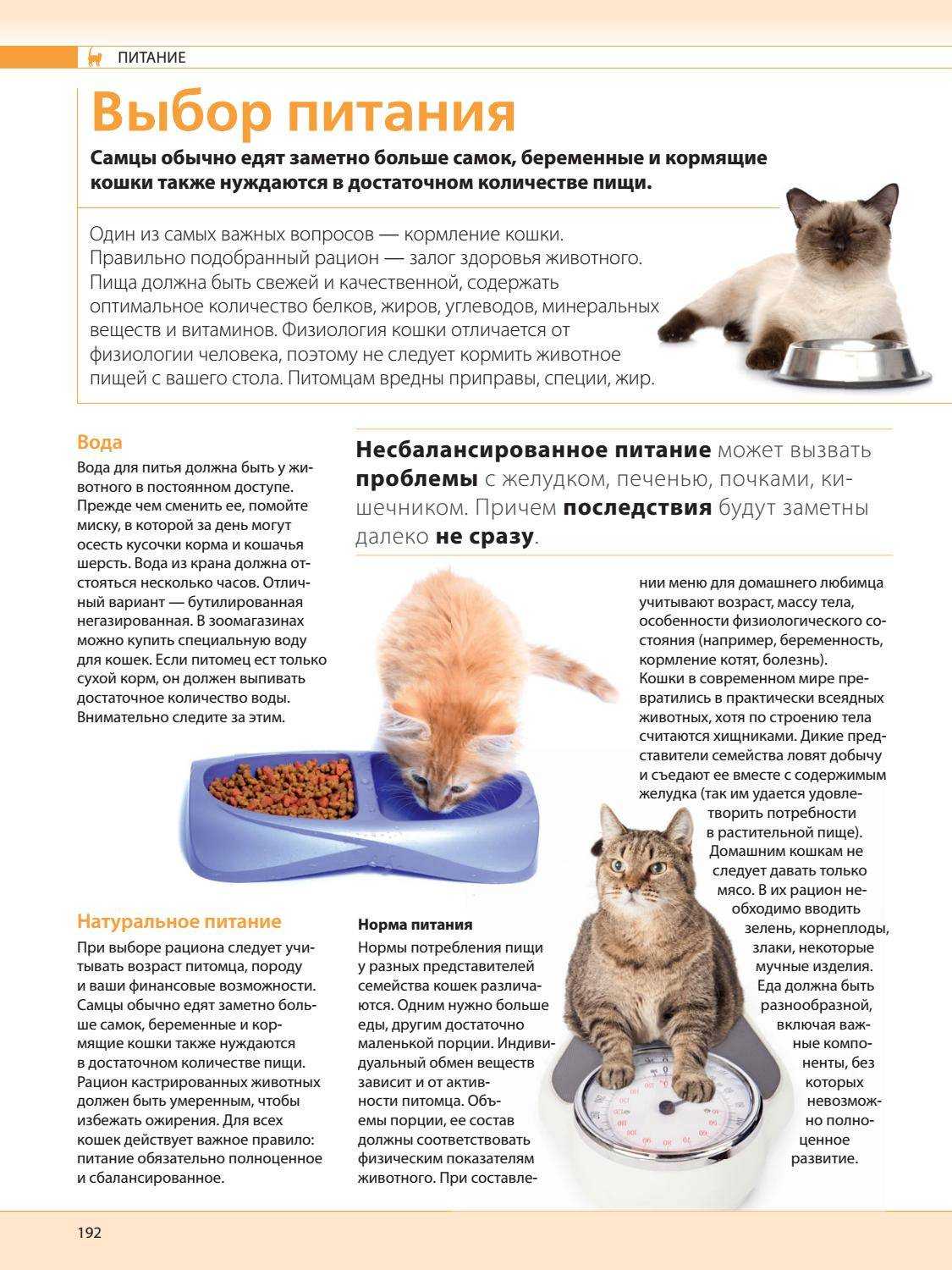 Чем кормить сиамского котенка. рацион питания в 2, 3, 4 месяца