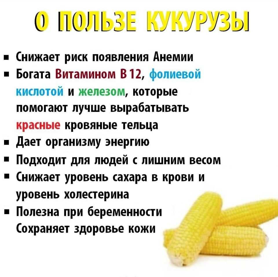 Можно ли давать собакам сырую, вареную или консервированную кукурузу и почему: состав кукурузы, особенности работы ЖКТ псовых