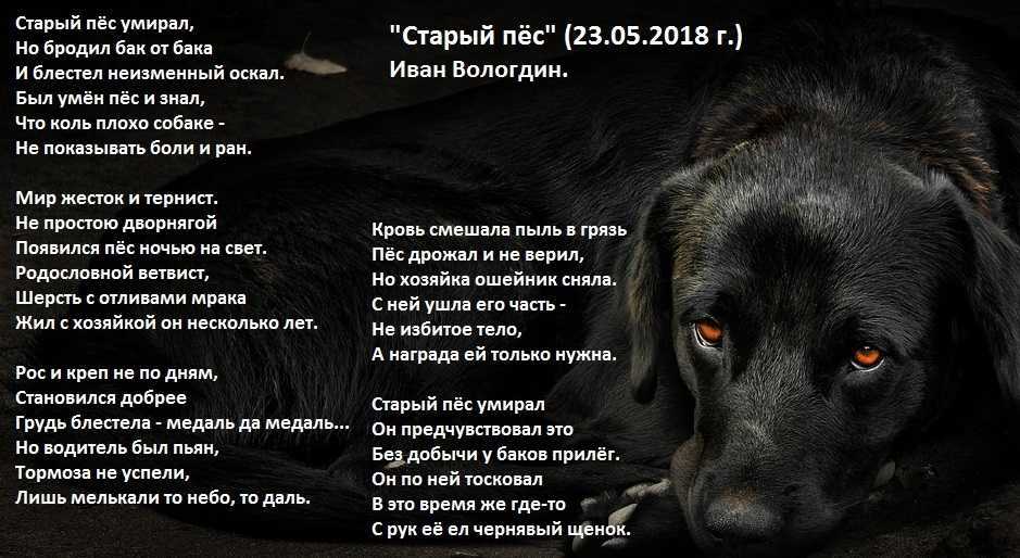 К чему снится собака. сонник собака. приснилась собака во сне видеть