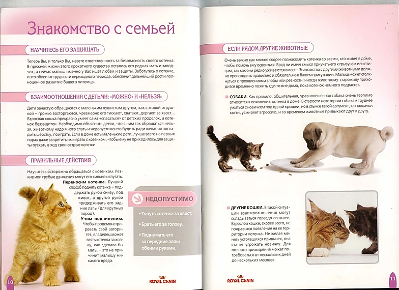 Как подружить собаку с котенком - основные правила