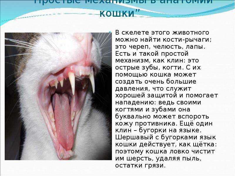 Сколько зубов у взрослой кошки: что нужно о них знать? - животный мир