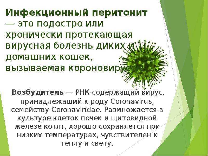 Вирусный инфекционный перитонит у кошек - симптомы и лечение