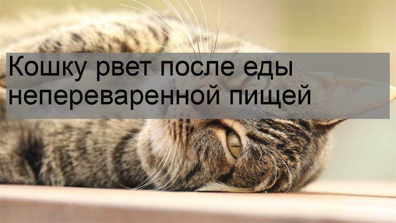 Кота рвёт после сухого корма — от чего это может быть