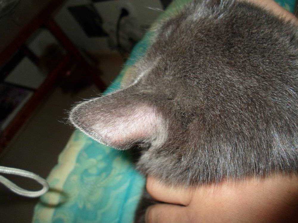 Почему у кота холодные уши?