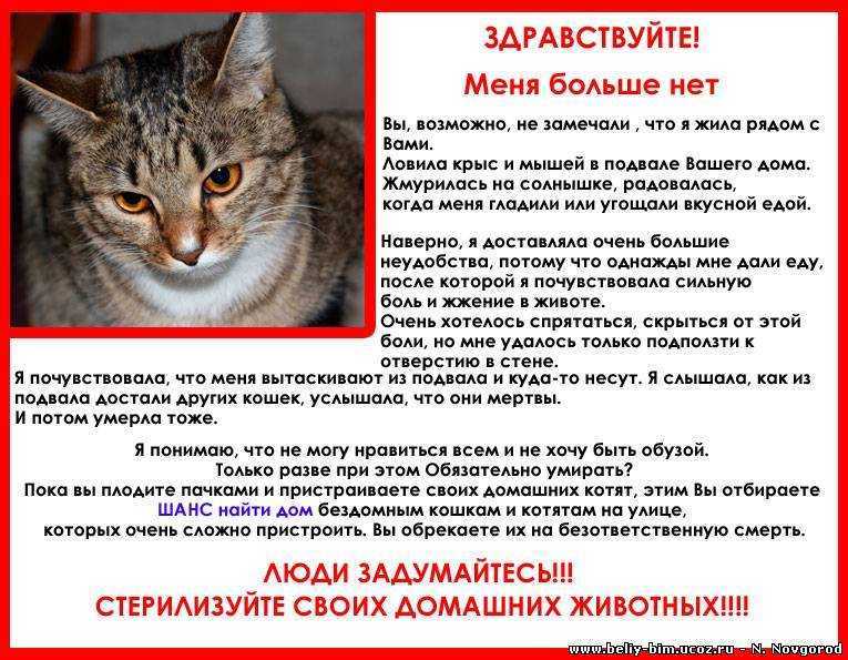 5 советов как отучить котенка от сосания кошки